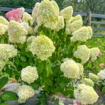 Hortenzia metlinatá (Hydrangea paniculata) ´LITTLE SPOOKY®´ - výška 30-40 cm, kont. C1,5L